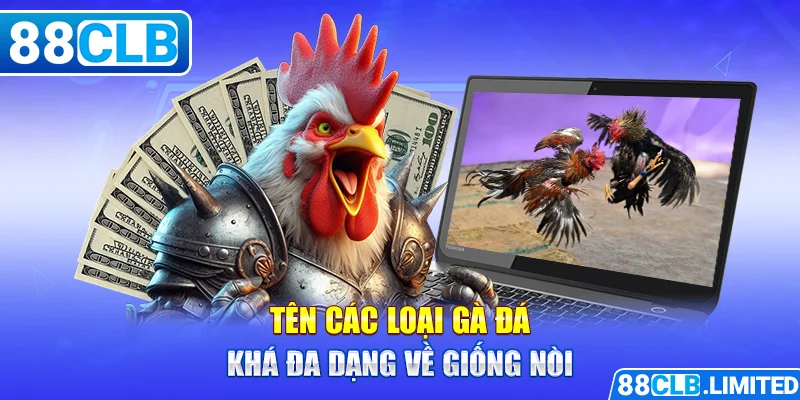Tên các loại gà đá khá đa dạng về giống nòi